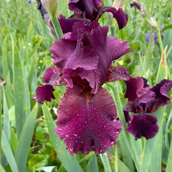 Bearded Iris- Burgundy Bubbles