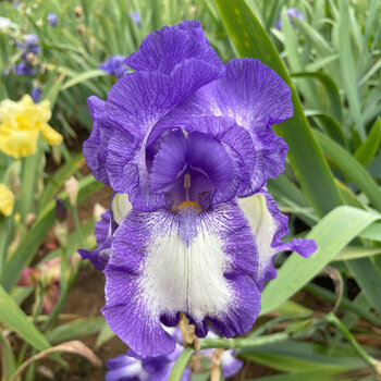 Bearded Iris- Babbling Brook