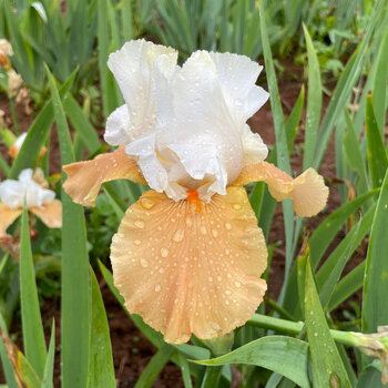 Bearded Iris- Beach Girl