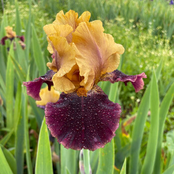 Bearded Iris- Gambler