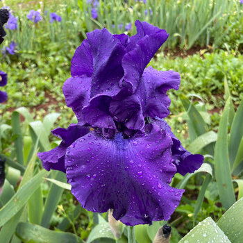 Bearded Iris- Titan's Glory