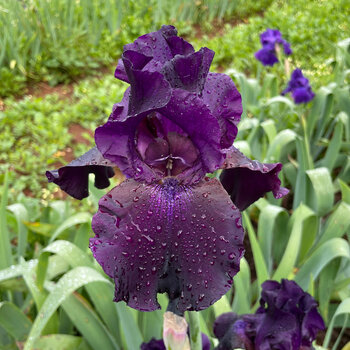 Bearded Iris- Superstition