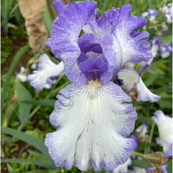 Bearded Iris- Peek a Blue
