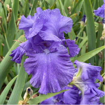 Bearded Iris- Hero