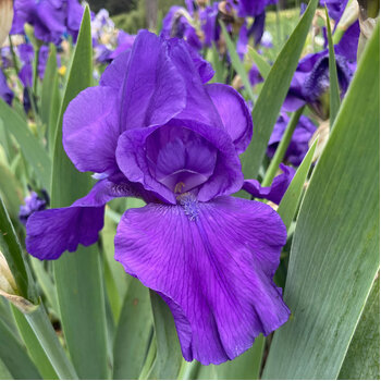 Bearded Iris- Sculptures