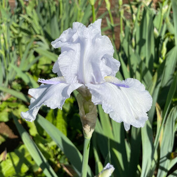 Bearded Iris- Eagle Landing