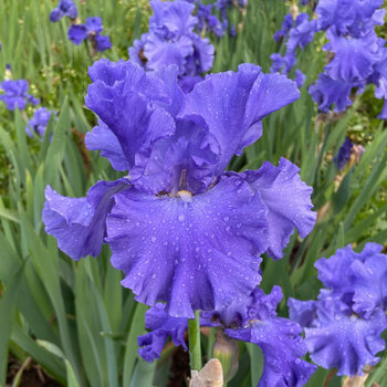 Bearded Iris- Paquine