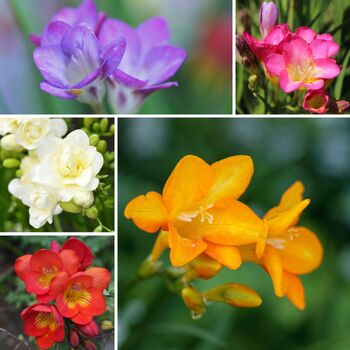 Freesia- Giant Single Mixed