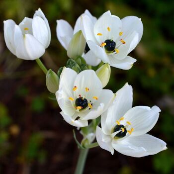 Black Pearl Lily