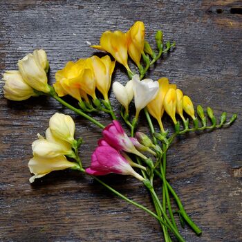 Freesia- Massing (Hadeco) Mixed