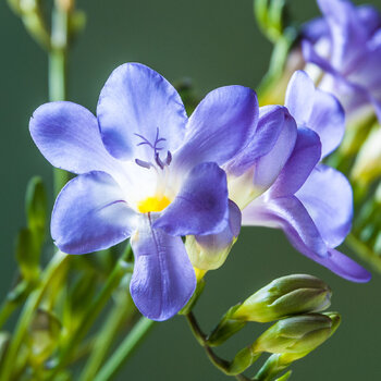 Freesia- Massing (Hadeco) Blue
