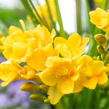 Freesia- Massing (Hadeco) Yellow