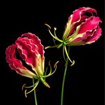 Gloriosa Lily