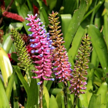 Bromeliad- Aechmea gamosepala
