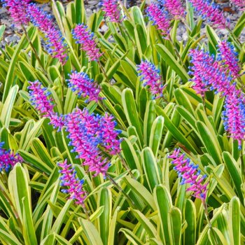 Bromeliad- Aechmea Lucky Stripe