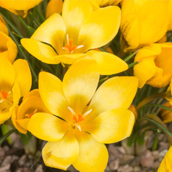 Snow Crocus- Goldilocks
