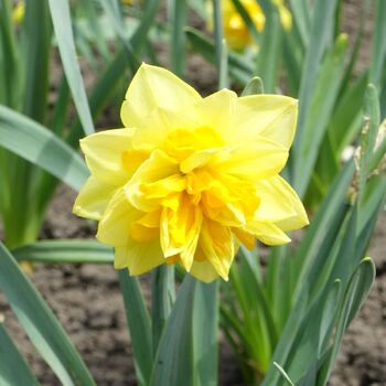 Double Daffodil- Safina