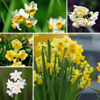 Jonquil- Mixed