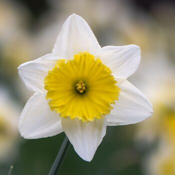 Daffodil- Ice Follies