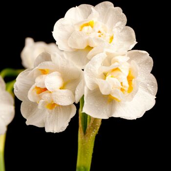 Jonquil- Bridal Crown