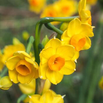 Jonquil- Cloth of Gold