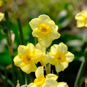 Jonquil- Lemon Avalanche
