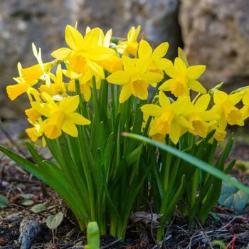 Daffodil- Golden Carpet