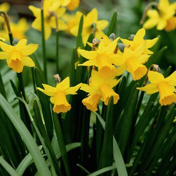 Miniature Daffodil- Tete a Tete