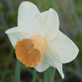 Daffodil- Eastern Dawn
