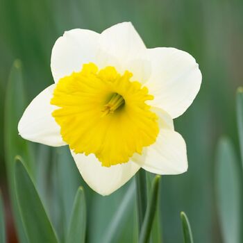 Daffodil- Ptolemy