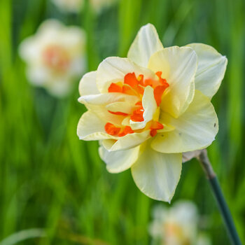 Double Daffodil- Ascot