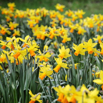 Miniature Daffodil- Bittern