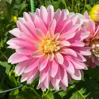 Dahlia- First Prize (Tuber) | The Seed Collection