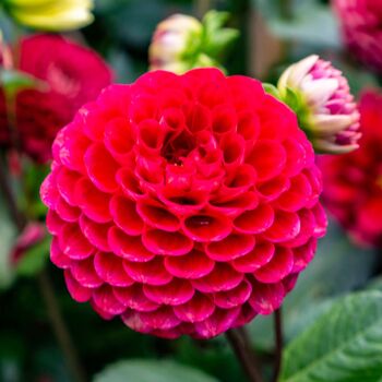 Dahlia- Cornel (Tuber)