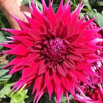 Dahlia- Winkie Bombadier (Tuber)
