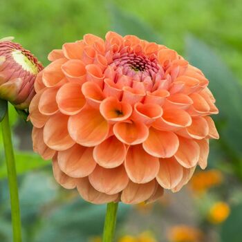Dahlia- Orange Pompon (Tuber)