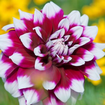 Dahlia- Helena (Tuber)