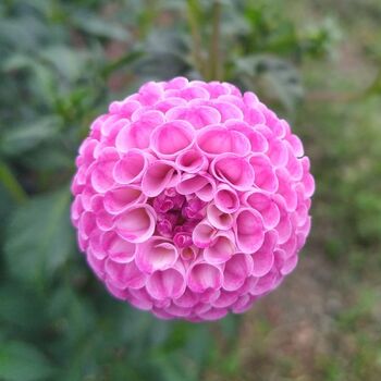Dahlia- Frank Holmes (Tuber)