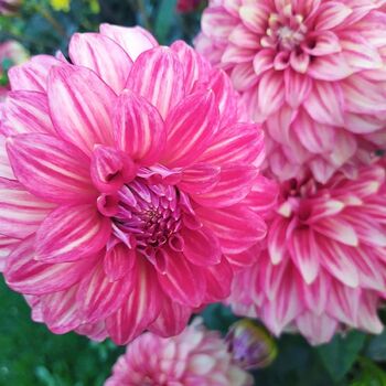 Dahlia- Glenmarc Rufus (Tuber)