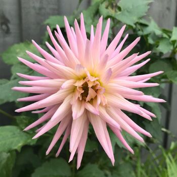 Dahlia- Kismet (Tuber)