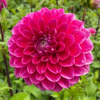 Dahlia- Melancholy (Tuber)