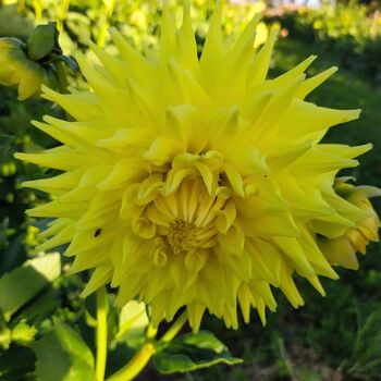 Dahlia- Trooper Dan (Tuber)