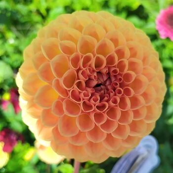 Dahlia- Winkie Kestrel (Tuber)