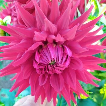 Dahlia- Hillcrest Duncan Edwards (Tuber)