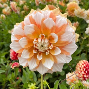 Dahlia- Cornflakes (Tuber)