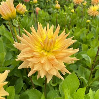 Dahlia- Soliel Couchant (Tuber)