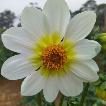 Dahlia- Angel Wings (Tuber)