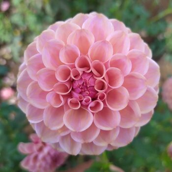 Dahlia- Apricot and Peaches (Tuber)