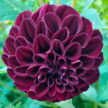 Dahlia- Black Pearl (Tuber)