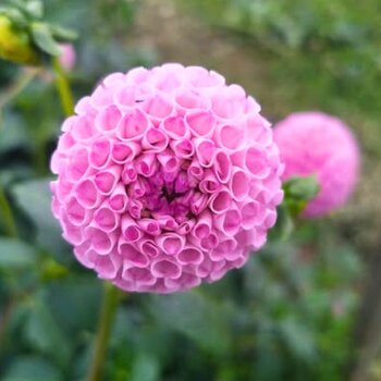 Dahlia- Bonica (Tuber)